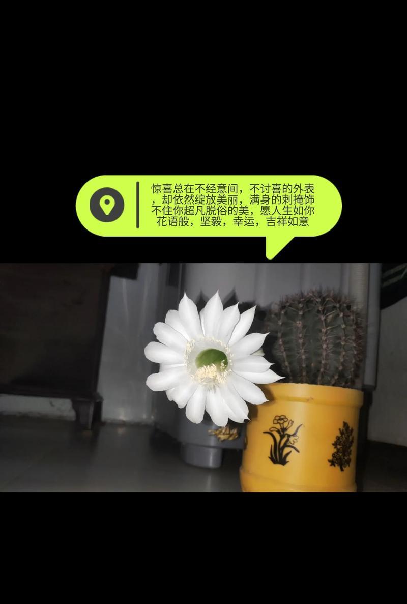 野性独活的花语是什么？这种花语象征着什么样的生命力？