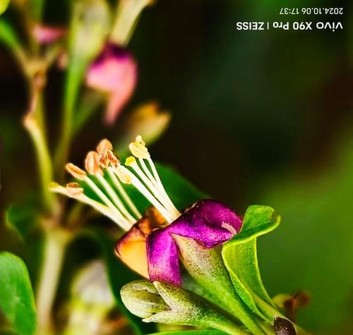野性独活的花语是什么？这种花语象征着什么样的生命力？