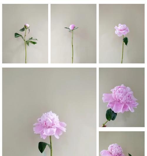 芍药花语及其养护方法是什么？