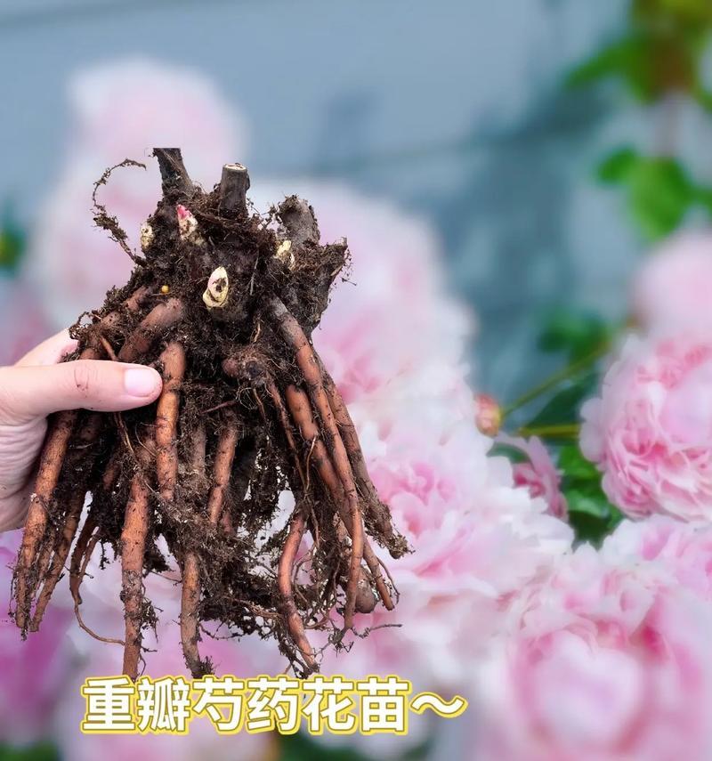芍药花语及其养护方法是什么？