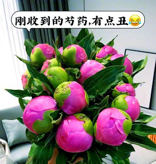 芍药花语及其养护方法是什么？