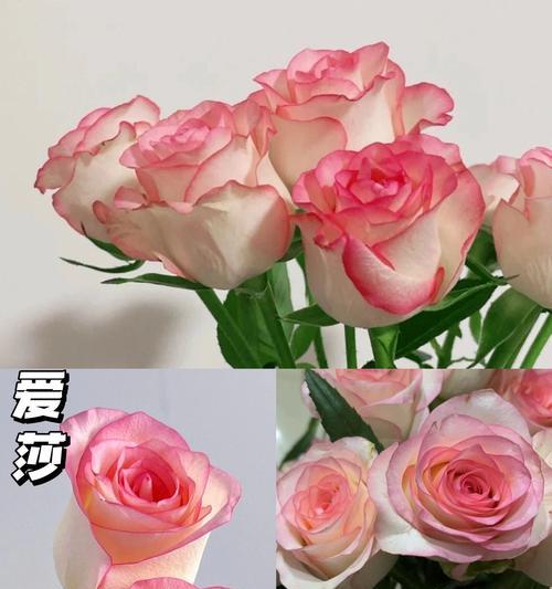 粉色与红色玫瑰花各自代表什么？