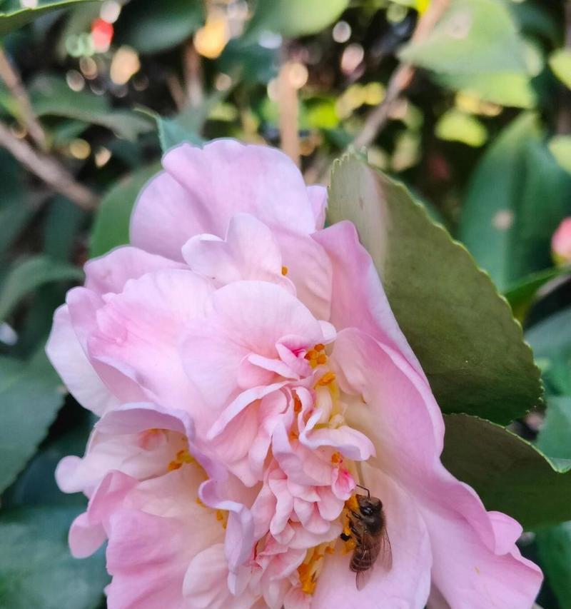 锦上添花茶花语什么意思？茶花的花语表达了什么？
