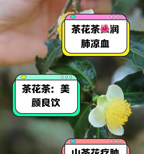 锦上添花茶花语什么意思？茶花的花语表达了什么？