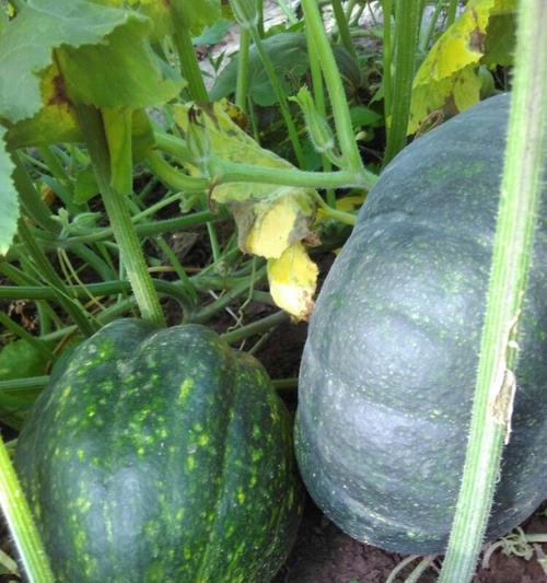 南瓜属于双子叶植物吗？它的分类特点是什么？