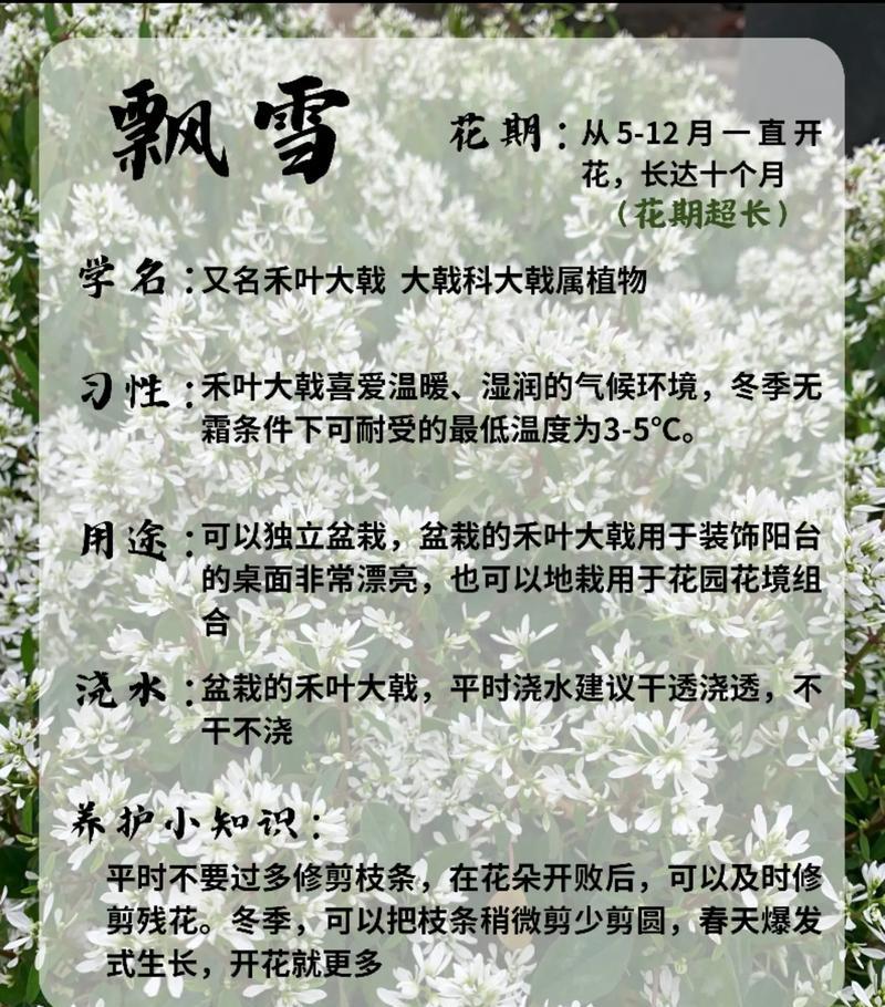 林花语乔雪的含义是什么？
