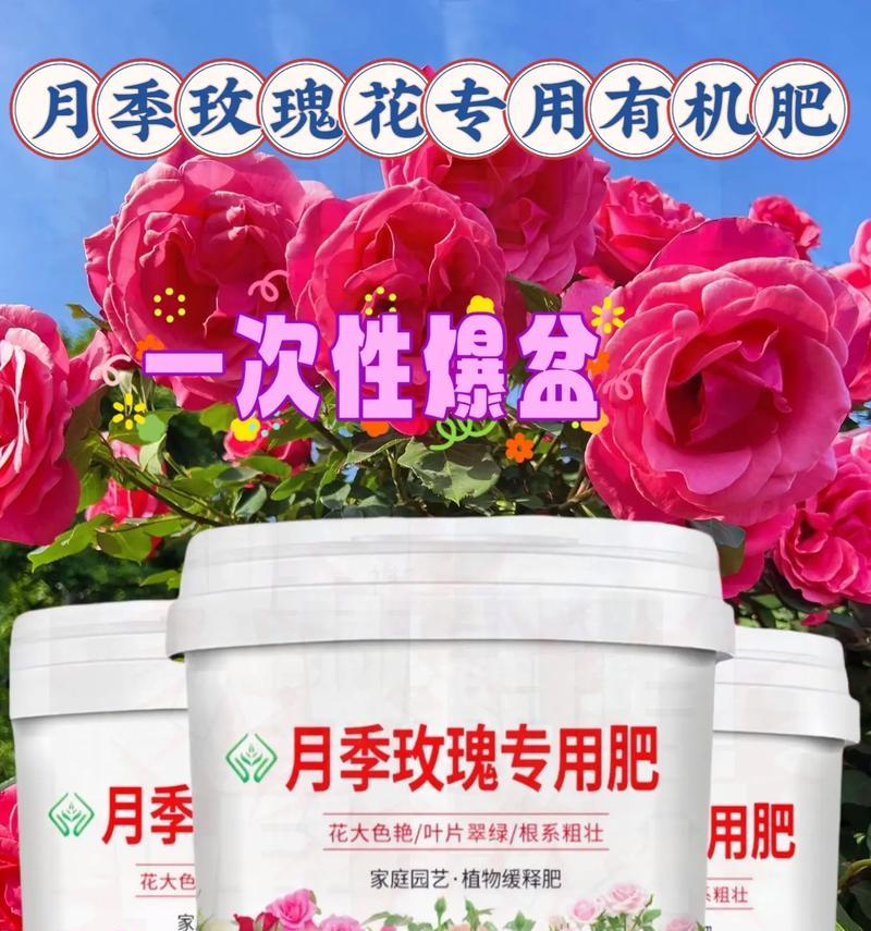 十九根玫瑰花有何含义？它传递了什么信息？