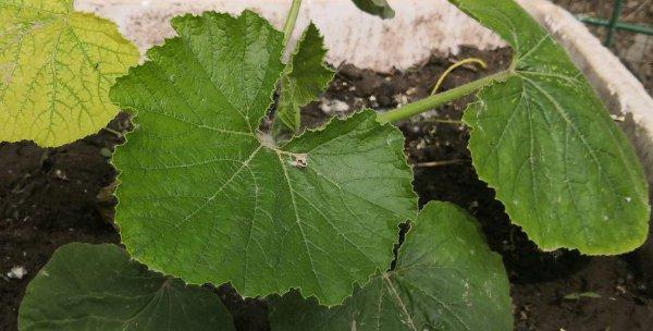 南瓜是藤本植物吗？南瓜属于哪个科的植物？