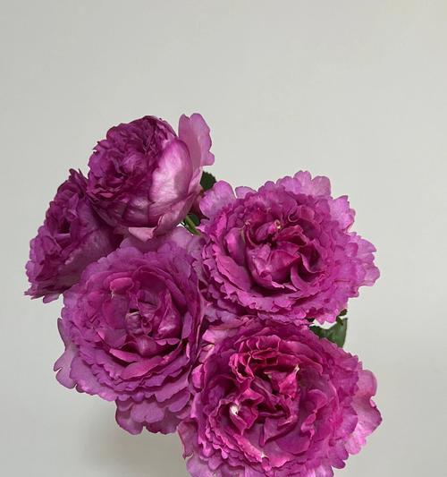 十一束伯爵玫瑰的花语是什么？伯爵玫瑰十一束代表什么？