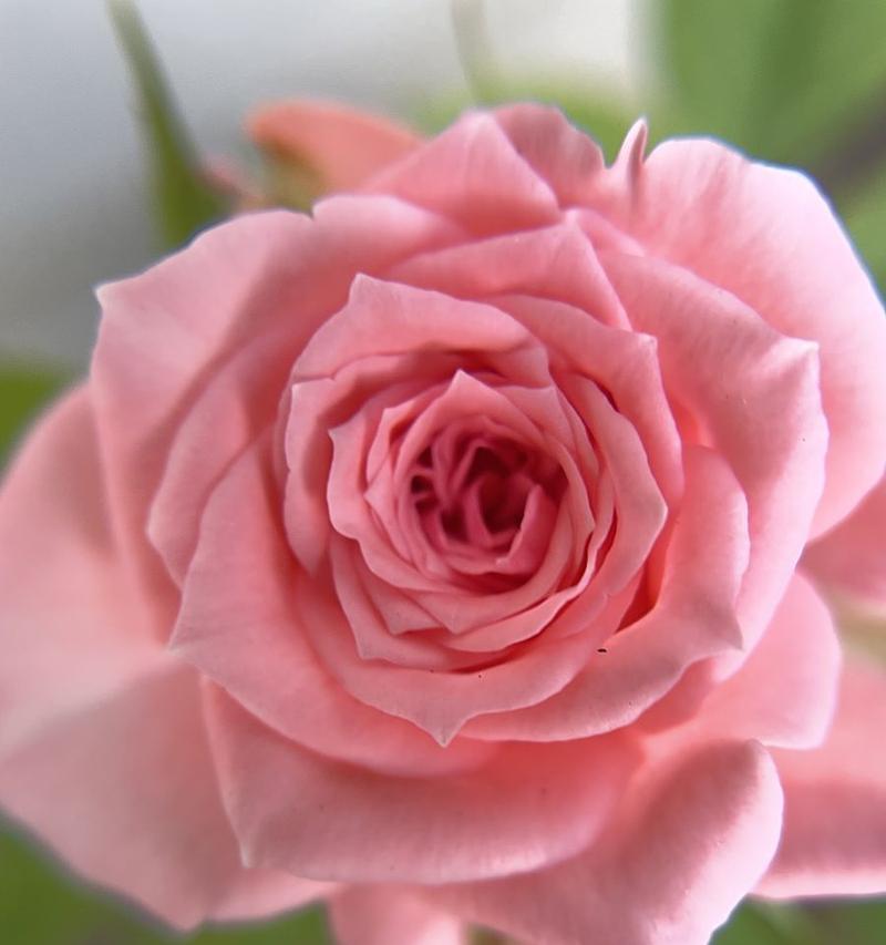 十一束伯爵玫瑰的花语是什么？伯爵玫瑰十一束代表什么？