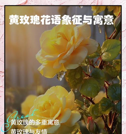 精品玫瑰代表了哪种花语？精品玫瑰的花语有何特别之处？