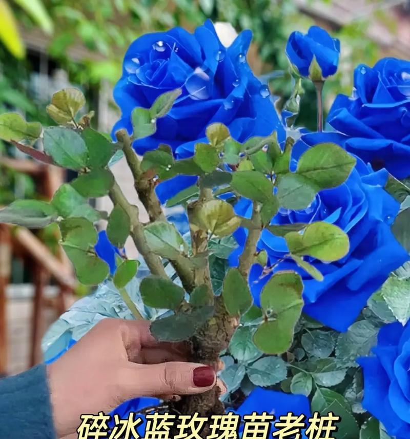 精品玫瑰代表了哪种花语？精品玫瑰的花语有何特别之处？