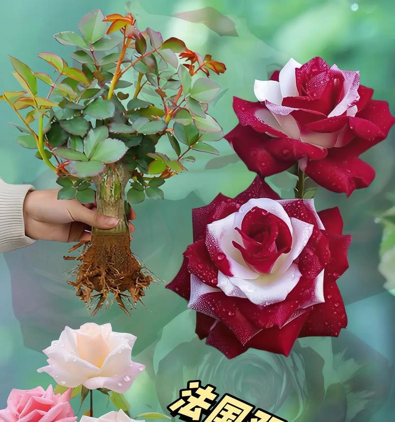 两朵天空玫瑰花语是什么？天空玫瑰的双花组合有何特殊含义？