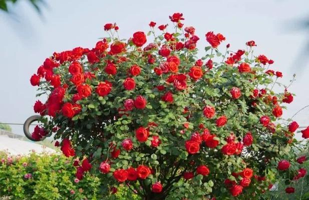 淑女月季花语代表什么？在送花时应如何选择？