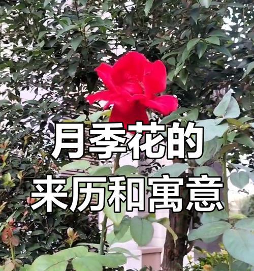 淑女月季花语代表什么？在送花时应如何选择？