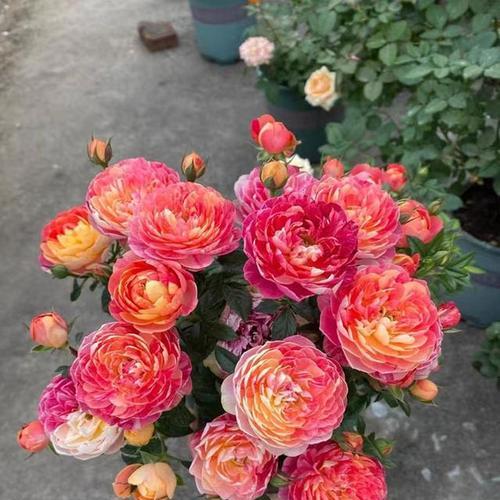 淑女月季花语代表什么？在送花时应如何选择？