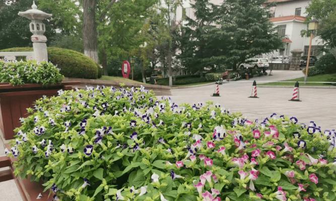 费县河畔花语社区有何特色？