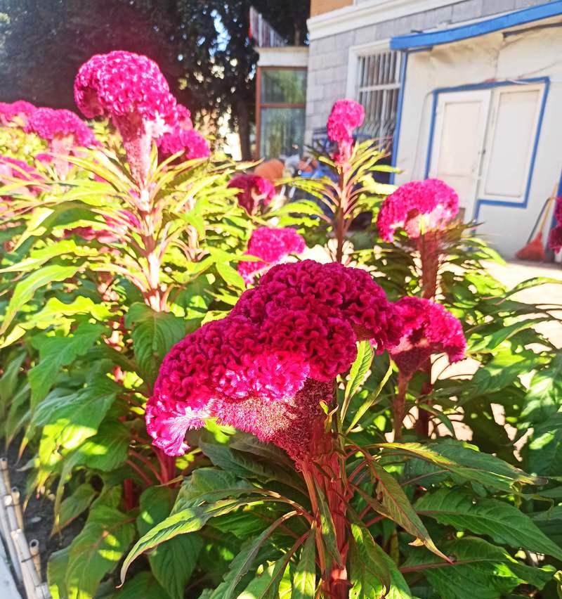 小红花的花语有哪些含义？