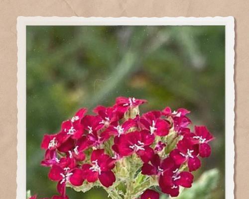 小红花的花语有哪些含义？