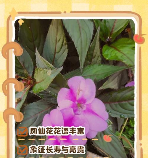 小红花的花语有哪些含义？