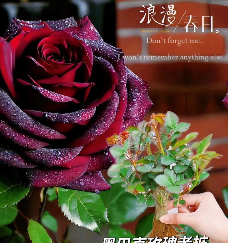 玫瑰花送给外婆有何寓意？这种花语适合长辈吗？