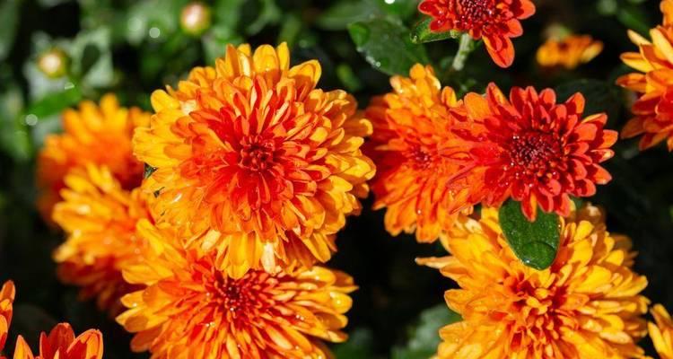 羊奶菊的花语是什么意思？羊奶菊象征着什么？