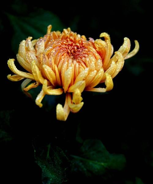 羊奶菊的花语是什么意思？羊奶菊象征着什么？