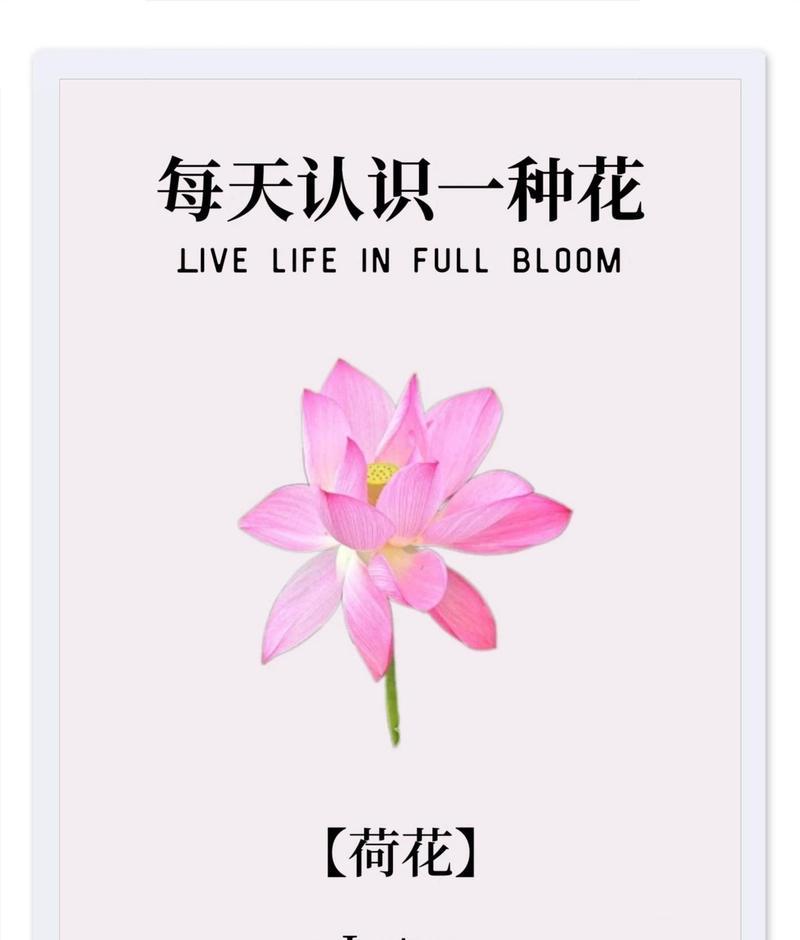 哪种花的花语最受欢迎？最受欢迎的花语有哪些？