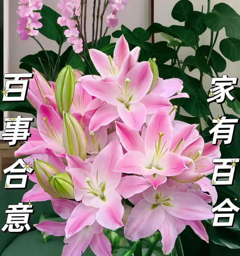 哪种花的花语最受欢迎？最受欢迎的花语有哪些？