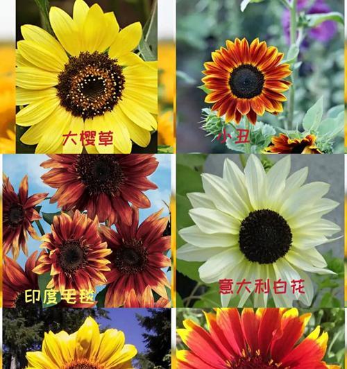 再次在一起的花语是什么？哪种花代表重新开始？