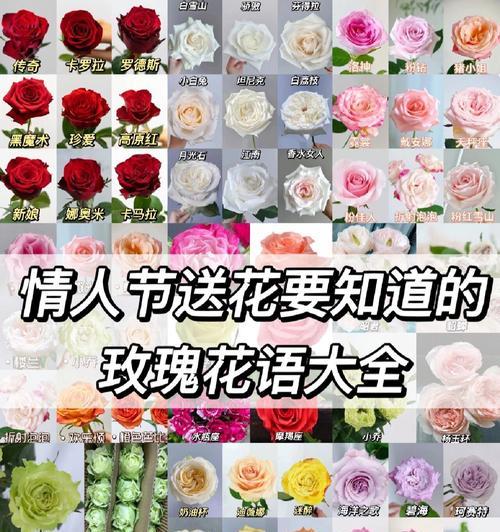 玫瑰花语守护语是什么意思？玫瑰如何表达守护之情？