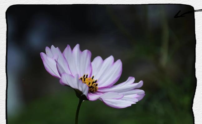 幸福女人的花语是什么？哪种花最能表达幸福？