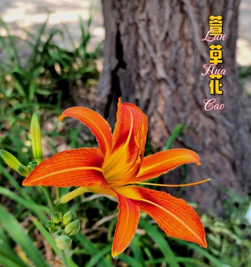 月亮草花的花语有何寓意？月亮草花代表什么？