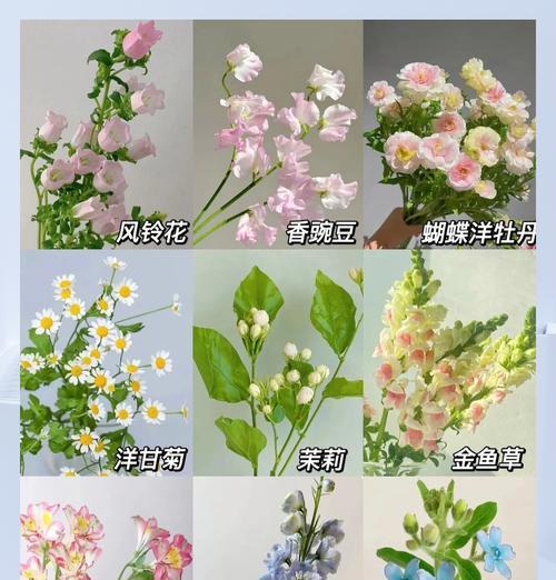 月亮草花的花语有何寓意？月亮草花代表什么？