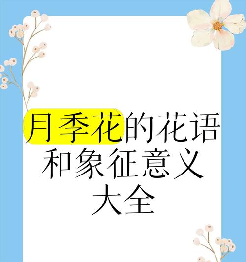 月季又香又漂亮的花语是什么？它代表了哪些情感？
