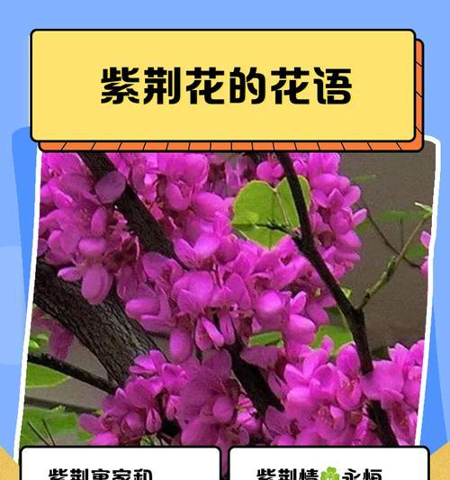天然菜的花语代表了什么？