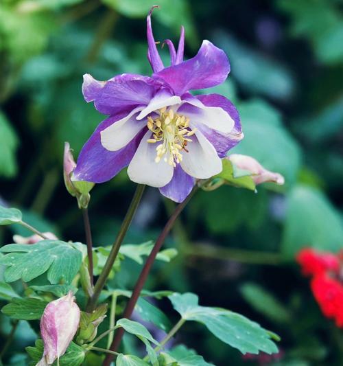 天然菜的花语代表了什么？