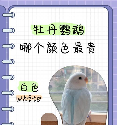 彩虹出现时，它的花语代表了什么？