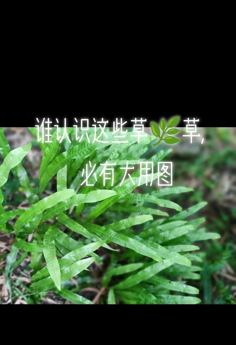 哪种草的寓意与花语最为人熟知？