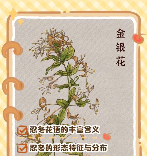 哪种草的寓意与花语最为人熟知？