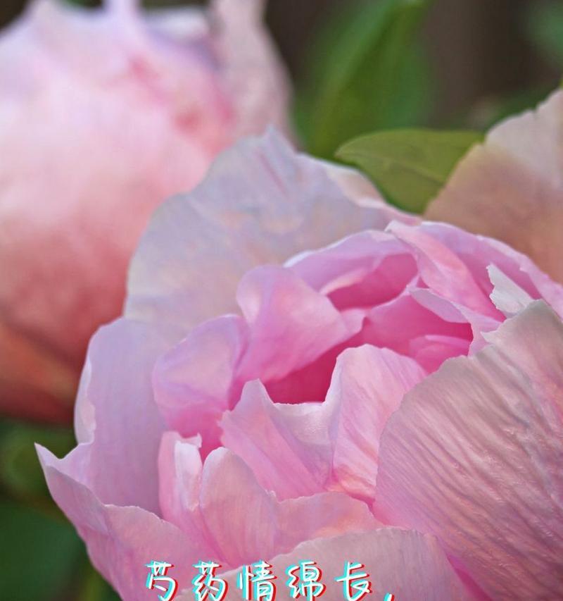 哪种花代表深情的花语和寓意？