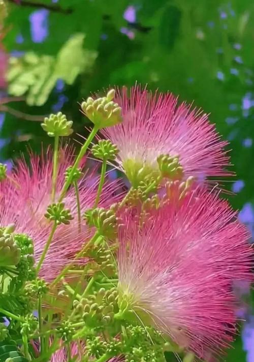 合悦颜色的花语有何特别之处？合悦颜色在花语中象征着什么？