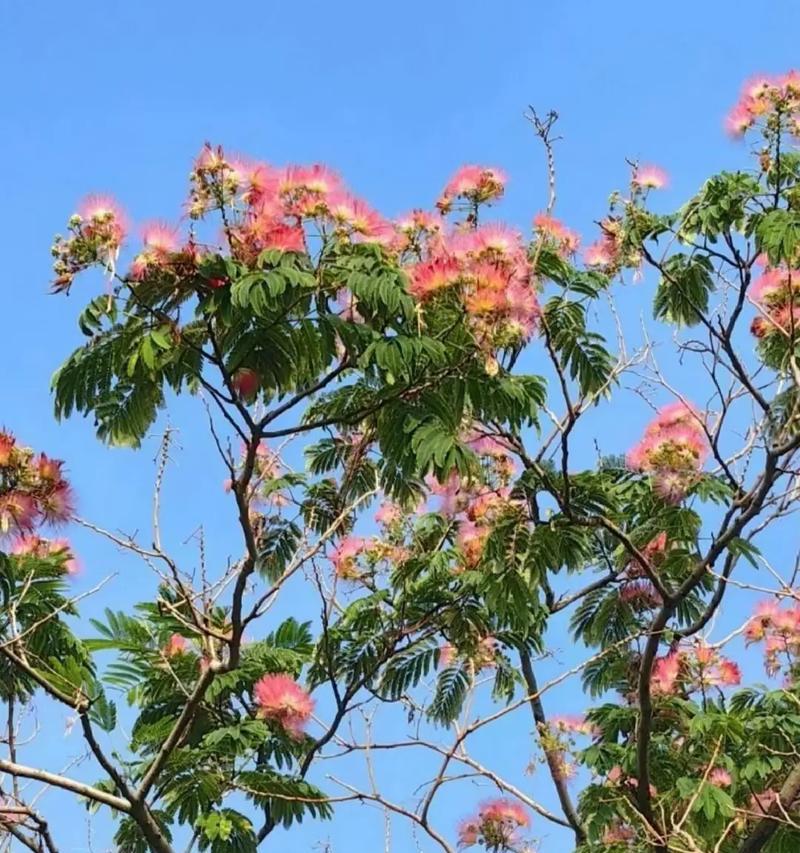 合悦颜色的花语有何特别之处？合悦颜色在花语中象征着什么？