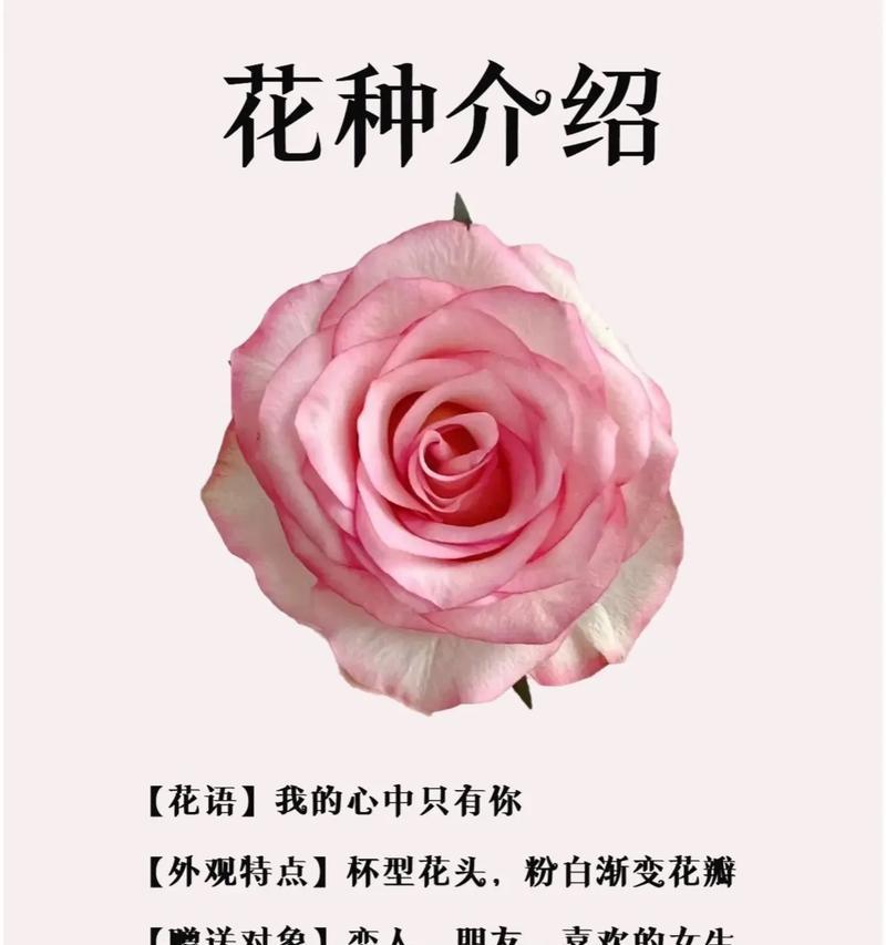 莫斯科花店宣传花语是什么？如何传达爱意？