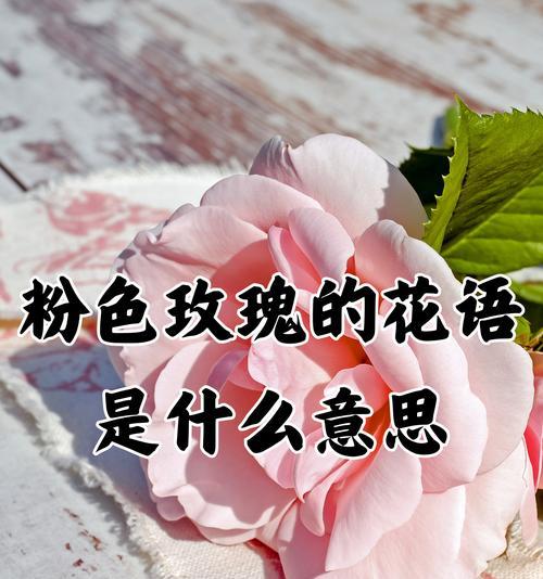 莫斯科花店宣传花语是什么？如何传达爱意？