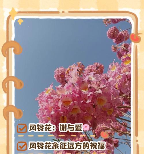 白色风铃花的花语是什么？它象征着什么？