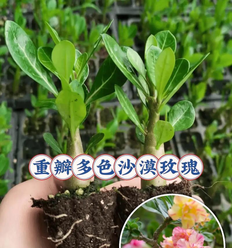 沙漠玫瑰花的寓意是什么？