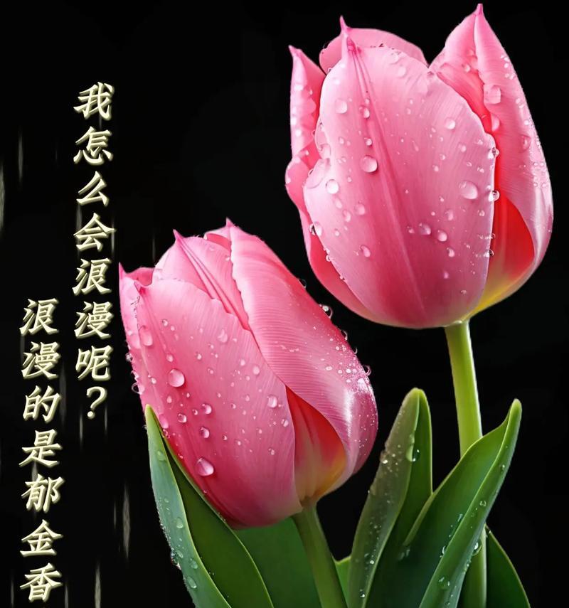 金香花语有何特别之处？