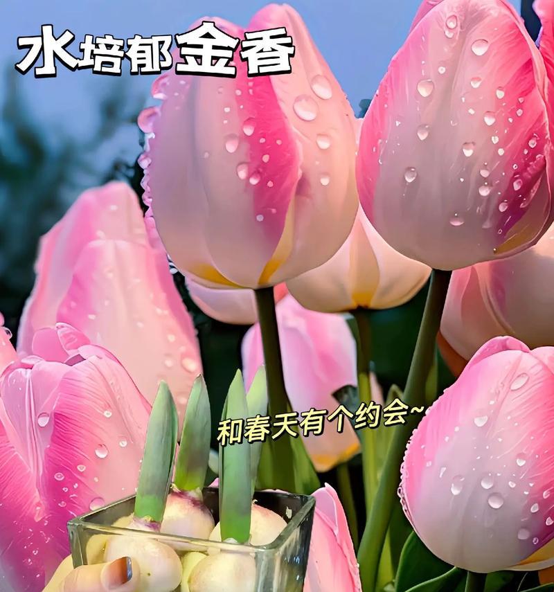 金香花语有何特别之处？