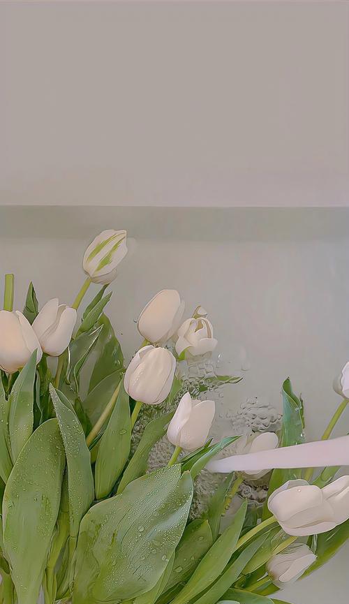 金香花语有何特别之处？